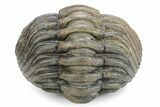 Large, Wide Enrolled Pedinopariops Trilobite #291848-3